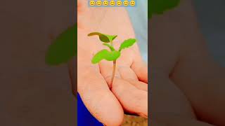 जय जावन 😊 #shortvideo #nature #villagelife #shortfeed #trendingshorts #shorts #shortvideo #viral