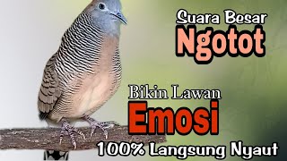 PANCINGAN PERKUTUT //SUARA BESAR NGOTOT TERBUKTI CEPAT BIKIN LAWAN EMOSI 100% LANGSUNG NYAUT RIBUT !