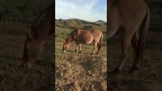 UM DIA LINDO AQUI NO SÍTIO COM O BURRINHO #Shorts