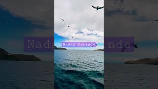 4k Nadan Parinde. Birds life in the deep sea. Relax and tension free life. #shotsviral #viralvideo