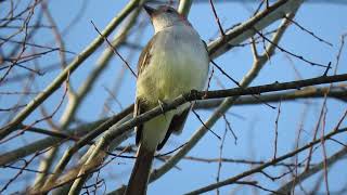 Ash-throated Flycatcher