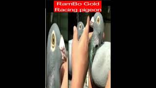 RamBo Gold Blue Bar WATCH FULL VIDEO: https://youtu.be/b6lb28ZNDOY