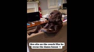 Dog owns the house