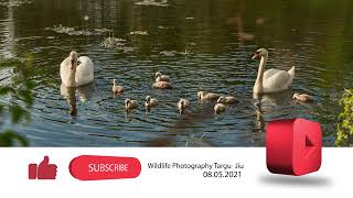 The Swan: A Wildlife Photographer's Dream