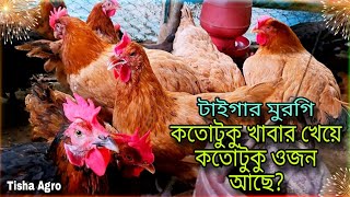 টাইগার মুরগি কতটুকু খাবার খেয়ে কতটুকু ওজন আসে? / টাইগার মুরগি পালন পদ্ধতি / শখের খামার।