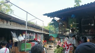 Pasar Burung PATRA - JAKARTA BARAT ||#kicaumania #pasarburungpatra #burung #burungkicau