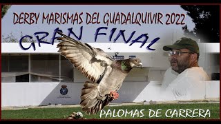 FINAL DERBY MARISMAS DEL GUADALQUIVIR 2022 . (palomas de carrera)