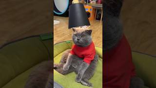 Kucing pintar dan lucu #Viral #shorts #trending