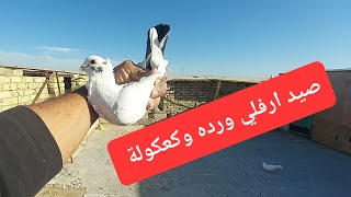 مطيار الارافل وصيد فحل ورده وكعكولة