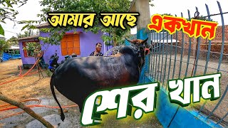 সুন্দর ষাড় গরু শের খান || Purbasha Agro