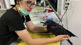 Feeding of a juvenile raven