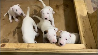 The Cutest Bull Terrier Puppies Around 🐾❤️🐾❤️