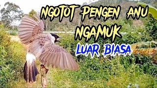 Luar Biasa Burung Kutilang Pikat Ngamuk,Gacor Aktif Menekan Lawan yang hobi mikat pasti suka