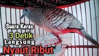 perkutut lokal gacor, Pancingan Ampuh 100% Langsung Nyaut