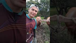 CÓMO se ARA con YUNTA en el campo | Maycol Guevara