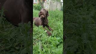 #short  вкусняшка #labrador #labrador