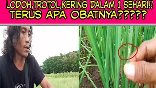 selamat dari gencatan hujan angin ekstrim,tnmn bawang merah ini  sehat seperti tidak ada masalah