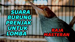 PRENJAK GACOR FULL EMOSI | COCOK UNTUK MASTERAN & PANCINGAN PRENJAK MUDA BAHAN