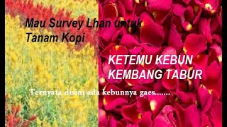 Ketemu kebun kembang tabur waktu mau survey lahan untuk tanam kopi