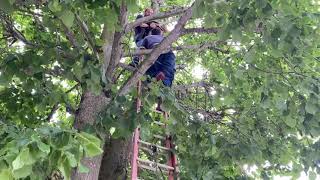 Ils sauvent un chat coincé dans un arbre