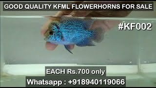 Good quality flowerhorn for sale