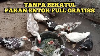 PAKAN FULL GRATIS DARI ALAM