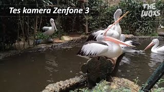 Tes Kamera ASUS Zenfone 3 (ZE520KL) - Australian Pelican Di Kebun Binatang Bandung