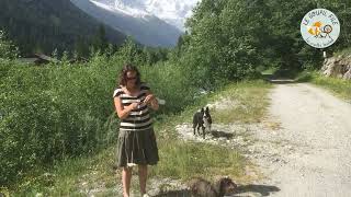 Filage au fuseau turc en promenant les chiens.