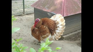 Kalkoen veren omhoog | Turkey feathers