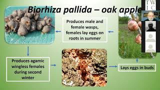 Cynipid Galls on Oak, Sex and Violence in a Nutshell – Peter Shirley at TWIC Autumn Conference 2021