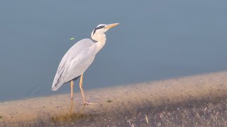 #heron #birds #nature #visitkorea #koreatourism #indianinkorea #egrets #naturelovers #korea