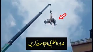 Eid ul Adha Qurbani Eid Day in Pakistani Full HD