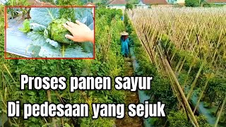 Pesona alam, desa penghasil sayuran