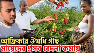 আফ্রিকার সেই ঔষধি গাছ: প্রসব বেদনা কমায়! অপারেশন ছাড়া প্রসব করতে সহায়ক! Rural Rich Herbs!