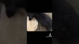 perro vs puerco jj