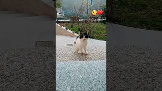 گربه مقبول Beautiful Cat