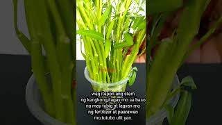 REGROW KANGKONG STEM #kangkong #shorts #regrowth