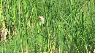 Least Bittern