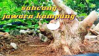 pemilihan cabang bonsai sancang