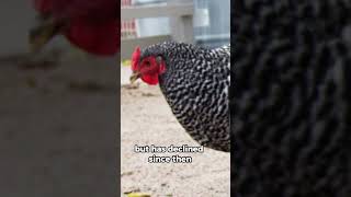 The Dominique Chicken