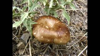 Pleurotus eryngii. Champimaginatis. English Text.