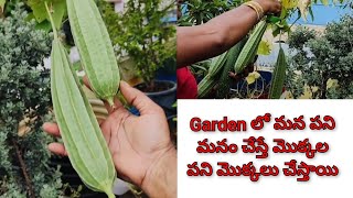 garden లో గుత్తులు గుత్తులుగా బీరకాయలు #మనం తయారు చేసిన ద్రావణం ఇస్తే ఇంక తిరుగుండదు రెండింతలు crop