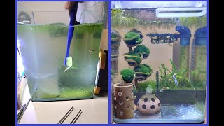 Marimo tree - cleaning fish and shrimps tank - Krevety - čištění Cube akvária se stromem z řasokoulí