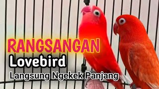 Suara Burung Lovebird NGEKEK PANJANG, Pancingan Lovebird PALING CEPAT BIKIN BUNYI