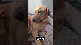 Day 75 until my dog gets 1k subscribers #mydog