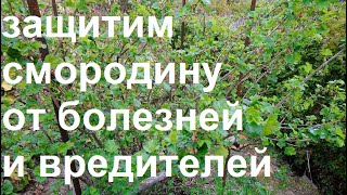 Обработка смородины перед цветением от болезней и вредителей и подкормка по листу.