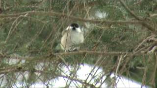 Gorska sinica (Willow Tit)