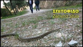 Σπιτόφιδο, Leopard Snake, Zamenis situla