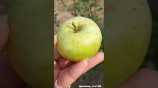 fruits harvesting 🍏🍏🍐🍐 #fruitharvest #organicfruit #fruitgarden #satisfying @gardening_lover7469