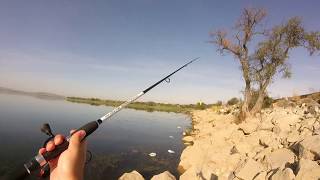 Günün tek balığı- Güzel bir Perch :) #perch #levrek #spin #fishing #スズキ釣り